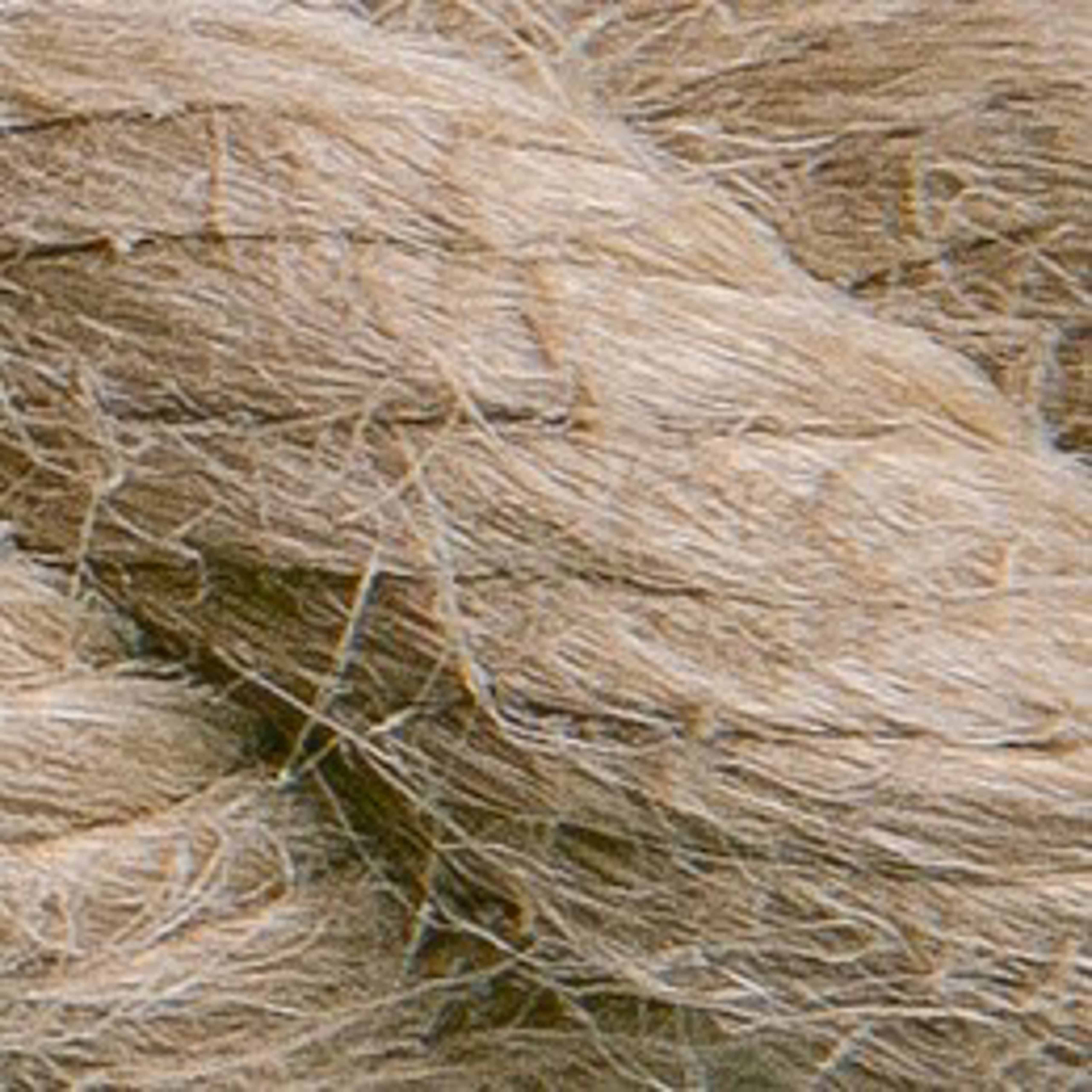 Hemp