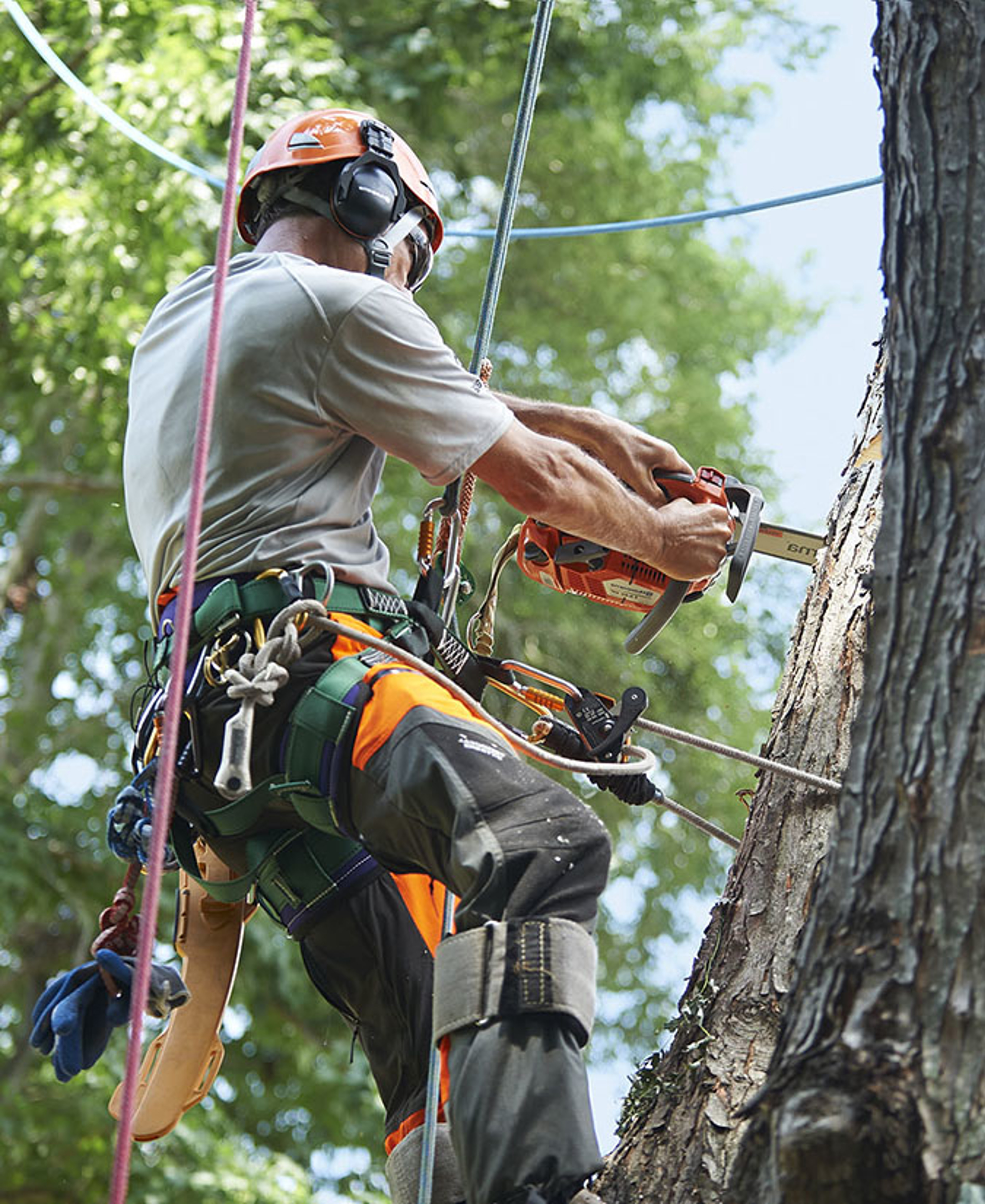 Agricoltura E Tree Climbing 675 X 825