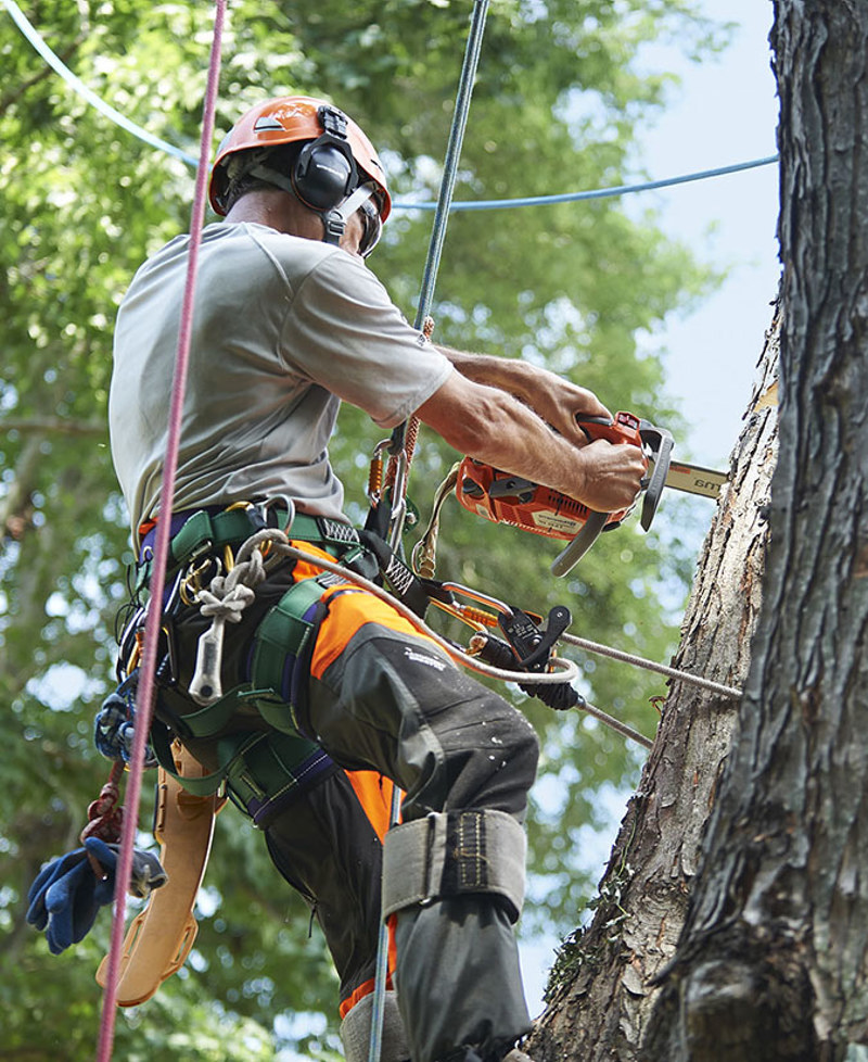 Agricoltura E Tree Climbing 675 X 825