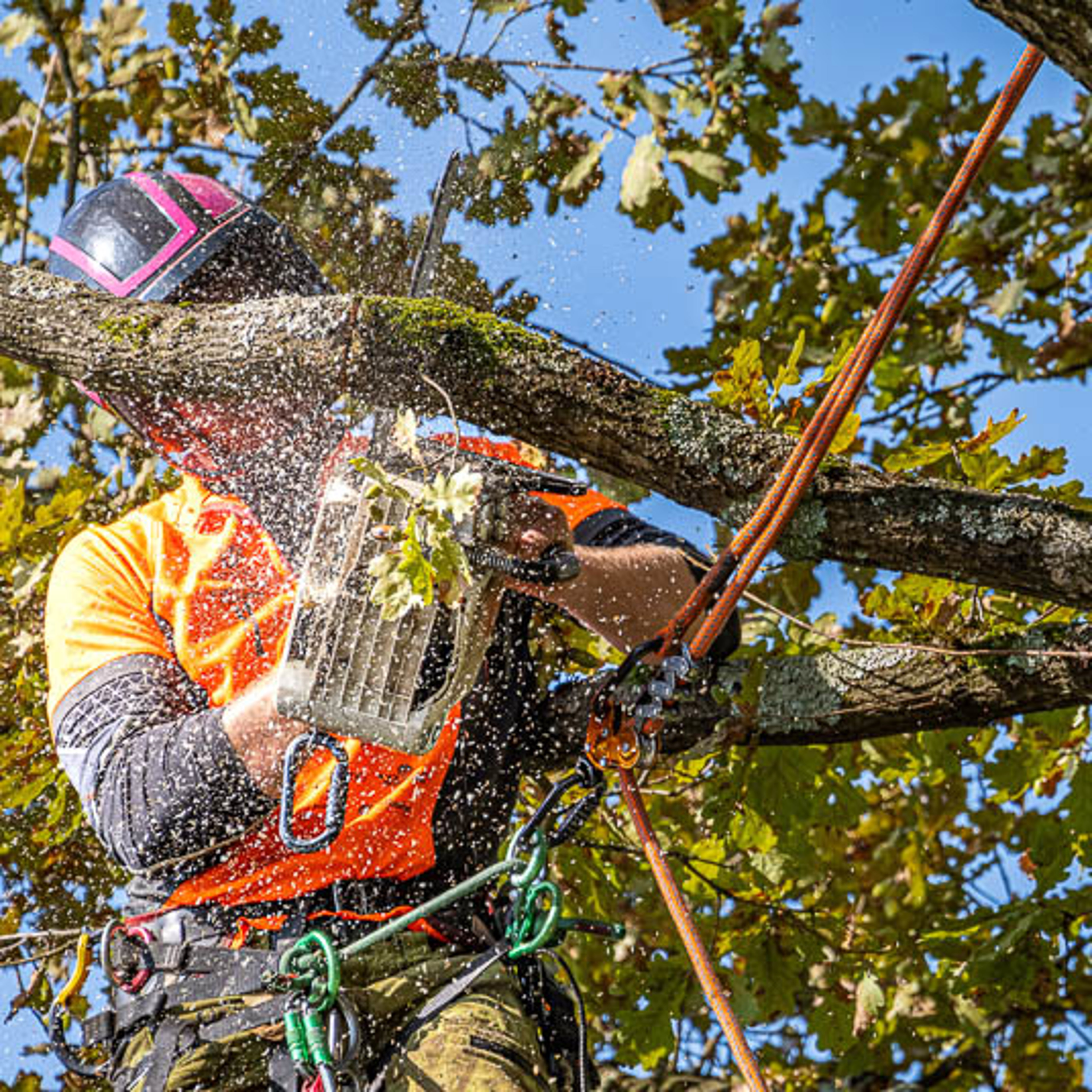 4 Agricoltura E Tree Climbing 536